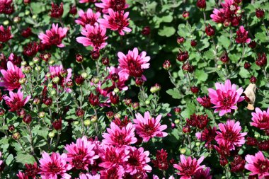 Bahçede büyüyen pembe çiçeklerin yakın görüntüsü