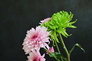 Koyu arkaplanda güzel parlak kasımpatılar