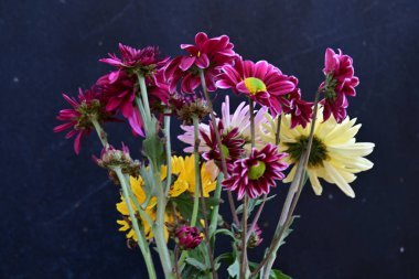 Koyu arkaplanda güzel parlak kasımpatılar