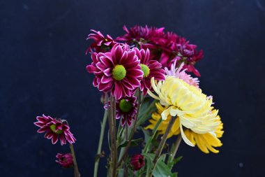 Koyu arkaplanda güzel parlak kasımpatılar