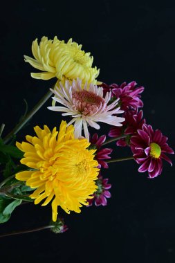 Koyu arkaplanda güzel parlak kasımpatılar