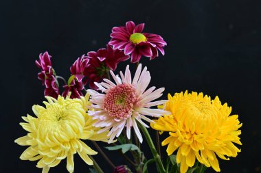 Koyu arkaplanda güzel parlak kasımpatılar