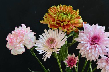 Güzel kasımpatılar, koyu arkaplanda çiçekler.