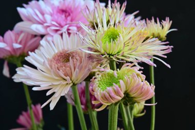 Güzel kasımpatılar, koyu arkaplanda çiçekler.