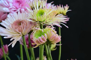 Güzel kasımpatılar, koyu arkaplanda çiçekler.