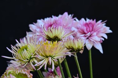 Güzel kasımpatılar, koyu arkaplanda çiçekler.