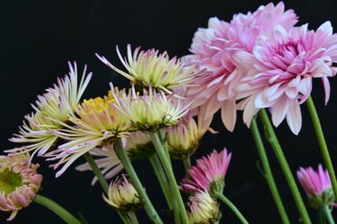 Güzel kasımpatılar, koyu arkaplanda çiçekler.