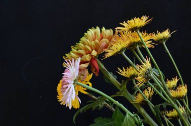 Güzel kasımpatılar, koyu arkaplanda çiçekler.