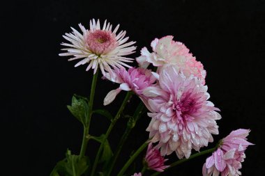 Koyu arkaplanda güzel, parlak sonbahar çiçekleri