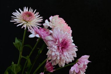 Koyu arkaplanda güzel, parlak sonbahar çiçekleri