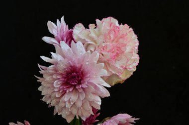 Koyu arkaplanda güzel, parlak sonbahar çiçekleri