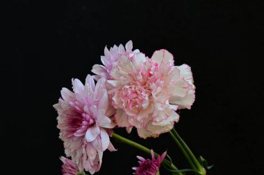 Koyu arkaplanda güzel, parlak sonbahar çiçekleri