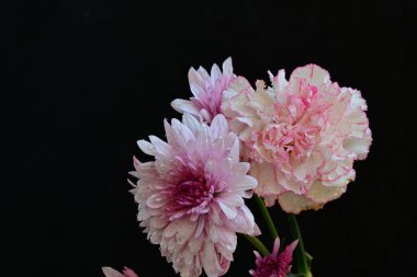 Koyu arkaplanda güzel, parlak sonbahar çiçekleri