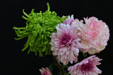 Koyu arkaplanda güzel, parlak sonbahar çiçekleri