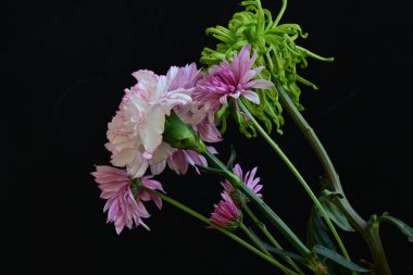 Koyu arkaplanda güzel, parlak sonbahar çiçekleri