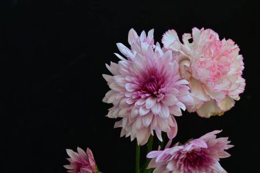 Koyu arkaplanda güzel, parlak sonbahar çiçekleri