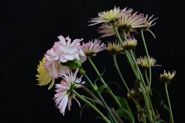 Koyu arkaplanda güzel, parlak sonbahar çiçekleri