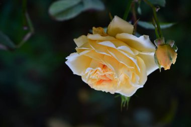 güzel gül bahçesinde yakın çekim 