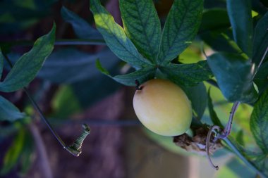 Arka planda bulanık yeşil bir ağacın yakın plan görüntüsü.