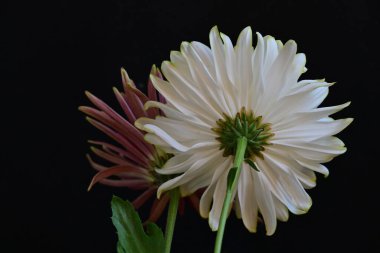 Koyu arkaplanda güzel, parlak sonbahar kasımpatıları