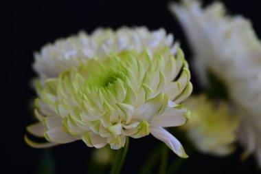 Koyu arkaplanda güzel, parlak sonbahar kasımpatıları