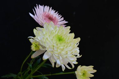 Koyu arkaplanda güzel, parlak sonbahar kasımpatıları