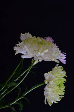 Koyu arkaplanda güzel, parlak sonbahar kasımpatıları