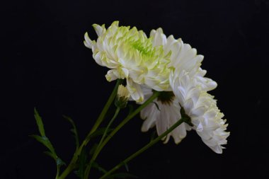 Koyu arkaplanda güzel, parlak sonbahar kasımpatıları