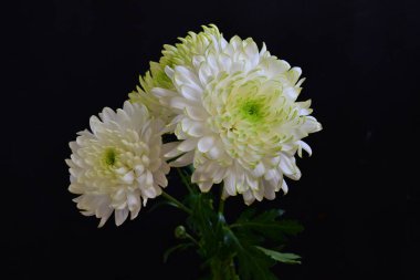 Koyu arkaplanda güzel, parlak sonbahar kasımpatıları