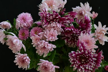 Koyu arkaplanda güzel, parlak sonbahar kasımpatıları