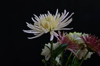 Koyu arkaplanda güzel, parlak sonbahar kasımpatıları