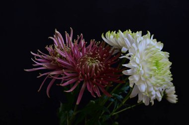 Koyu arkaplanda güzel, parlak sonbahar kasımpatıları