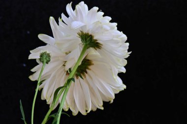 Koyu arkaplanda güzel, parlak sonbahar kasımpatıları