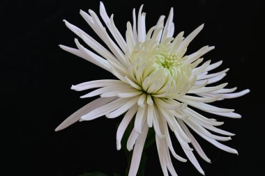 Kasımpatı çiçeği siyaha yakın. 