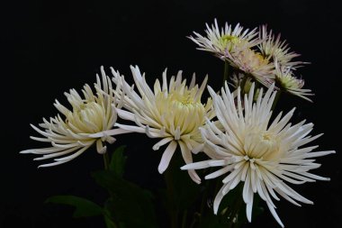 Koyu arkaplanda güzel, parlak sonbahar kasımpatıları