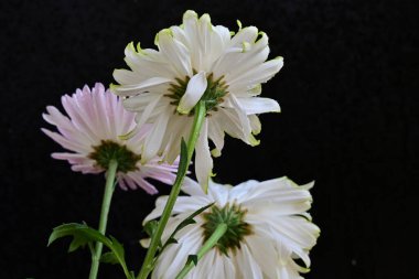 Koyu arkaplanda güzel, parlak sonbahar kasımpatıları