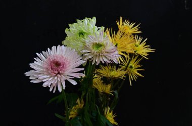 Koyu arkaplanda güzel, parlak sonbahar çiçekleri