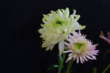 Koyu arkaplanda güzel, parlak sonbahar kasımpatıları