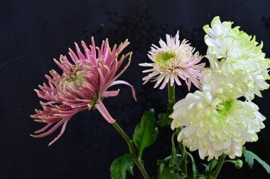 Koyu arkaplanda güzel, parlak sonbahar kasımpatıları