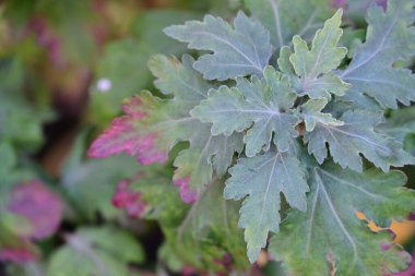 Bahçedeki yeşil yaprakları kapat.