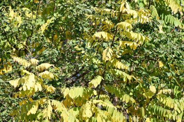 Sarı yapraklar, bitki örtüsü ve yapraklar. 