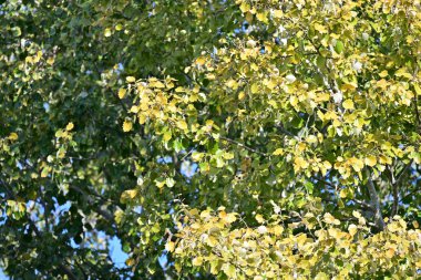 Sarı yapraklar, bitki örtüsü ve yapraklar. 