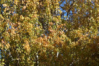 Sarı yapraklar, bitki örtüsü ve yapraklar. 