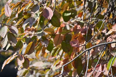 Sonbahar yaprakları, bitki örtüsü ve doğa 