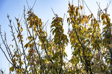Sonbahar yaprakları, bitki örtüsü ve doğa 