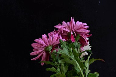 Koyu arkaplanda güzel, parlak sonbahar çiçekleri