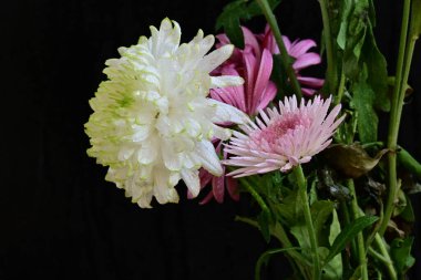 Koyu arkaplanda güzel, parlak sonbahar çiçekleri