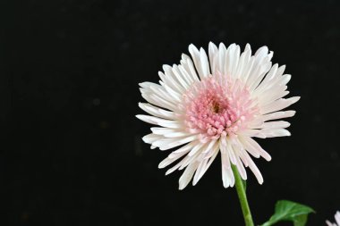 Gerbera çiçeğinin kapağını kapat. 