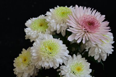 güzel beyaz kasımpatı çiçekleri siyah arkaplanda 