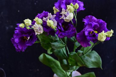 siyah arkaplanda mor östoma çiçekleri